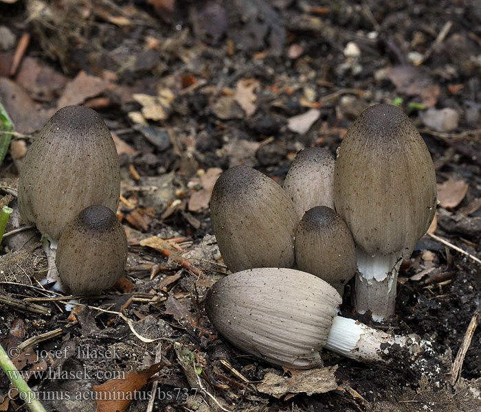 Coprinus_acuminatus_bs7375