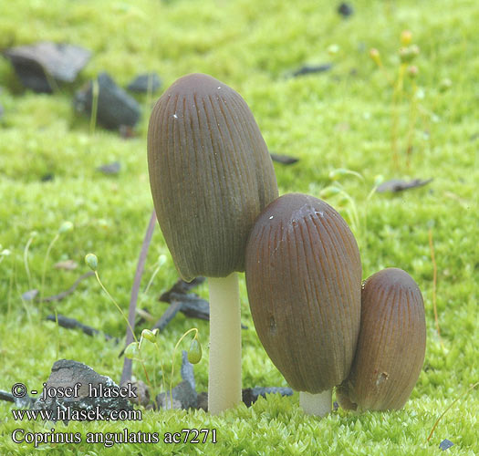 Coprinus angulatus Hnojník bradavkatý Hník spáleniskový Czernidłak kanciastozarodnikowy brodawkowaty Brauner Kohlentintling Kul-blækhat Brandplekinktzwam ヒトヨタケ科 Liten brandbläcksvamp