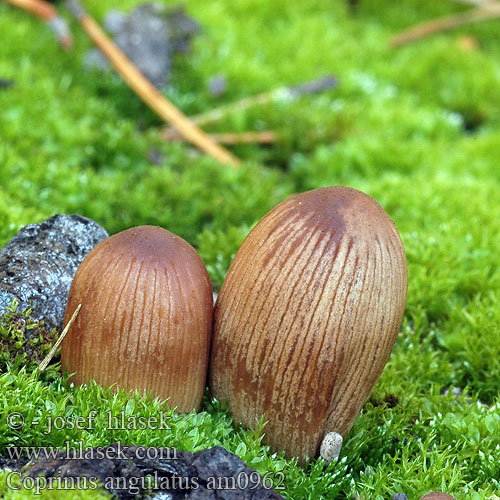 Czernidłak kanciastozarodnikowy brodawkowaty Brauner Kohlentintling Kul-blækhat Brandplekinktzwam ヒトヨタケ科 Liten brandbläcksvamp Coprinus angulatus Hnojník bradavkatý Hník spáleniskový