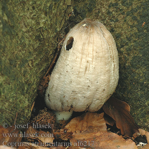 Coprinus atramentarius Inky Cap Almindelig blækhat harmaamustesieni Coprin noir d'encre Kale inktzwam Coprino atramentario Ráncos tintagomba Faltentintling Czernidłak pospolity Gnojnica pospolita Hnojník atramentový inkoustový Coprino entintado Grå bläcksvamp blekksopp Навозник серый ヒトヨタケ 