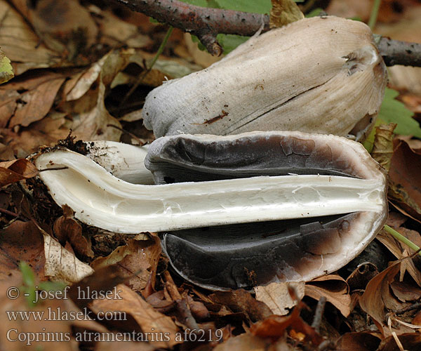 Coprinus atramentarius af6219