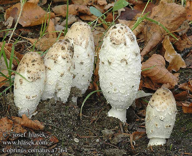 Coprinus comatus Shaggy Mane Paryk-blækhat