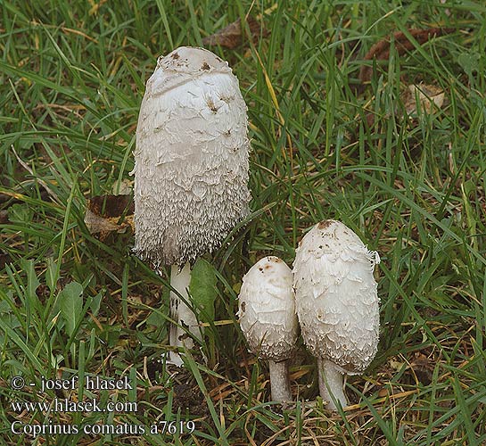 Coprinus comatus Geschubde inktzwam Coprino Chiomato