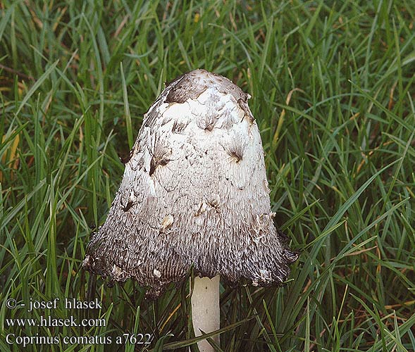 Coprinus comatus Hnojník obyčajný obecný Seta barbuda