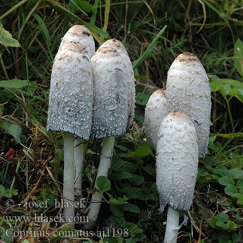 Coprinus comatus Shaggy Mane Paryk-blækhat suomumustesieni