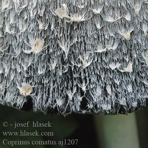 Coprinus comatus aj1207