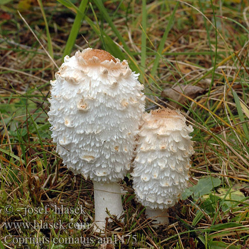 Coprinus comatus am1475