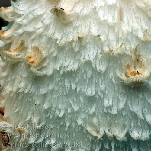 Coprinus comatus am1481