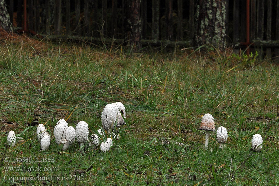 Schopftintling Coprinus comatus