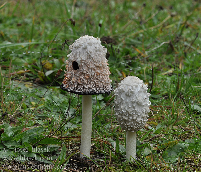 Czernidłak kołpakowaty Coprinus comatus