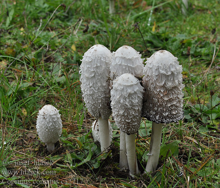 Hnojník obecný Coprinus comatus