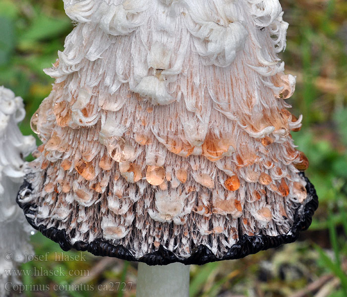 Seta barbuda Coprinus comatus