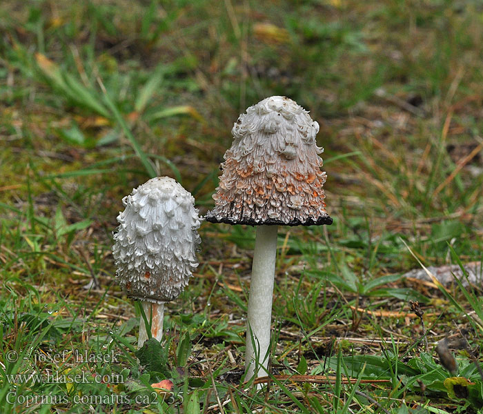 Навозник белый Coprinus comatus