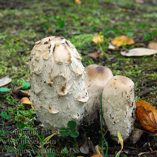 Coprinus comatus eb4889