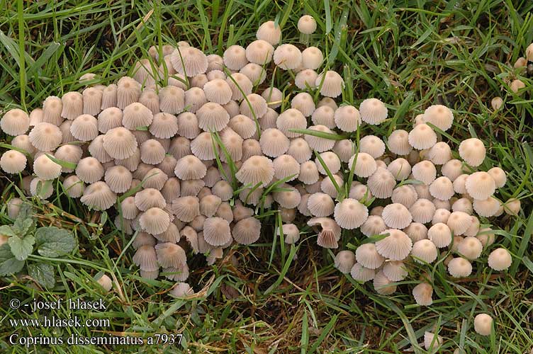 Coprinus disseminatus Fairy Ink Cap Bredsået blækhat parvimustesieni Coprin disséminé Zwerminktzwam Coprino sparso Sereges tintagomba Gesäter Tintling Czernidłak gromadny Hnojník rozosiaty nasetý Stubbläcksvamp Psathyrella disseminata Pseudocoprinus Stubbeblekksopp Навозник рассеянный Razsejana tintnica イヌセンボンタケ