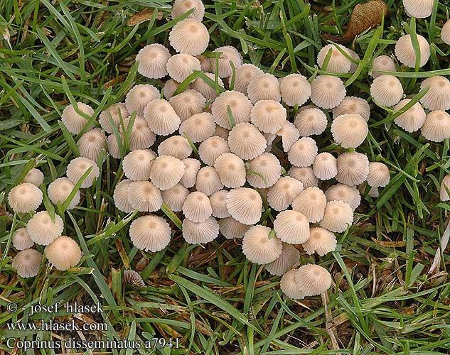 Coprinus disseminatus Coprin disséminé Zwerminktzwam Coprino sparso Sereges tintagomba Gesäter Tintling Czernidłak gromadny Hnojník rozosiaty nasetý Stubbläcksvamp Psathyrella disseminata Pseudocoprinus Stubbeblekksopp Навозник рассеянный Razsejana tintnica イヌセンボンタケ Fairy Ink Cap Bredsået blækhat parvimustesieni