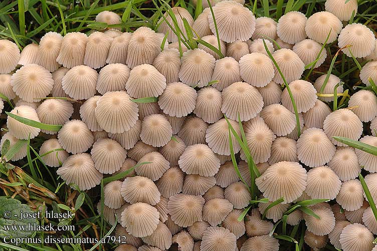 Coprinus disseminatus Gesäter Tintling Czernidłak gromadny Hnojník rozosiaty nasetý Stubbläcksvamp Psathyrella disseminata Pseudocoprinus Stubbeblekksopp Навозник рассеянный Razsejana tintnica イヌセンボンタケ Fairy Ink Cap Bredsået blækhat parvimustesieni Coprin disséminé Zwerminktzwam Coprino sparso Sereges tintagomba