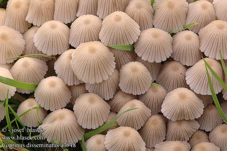 Coprinus disseminatus a7948