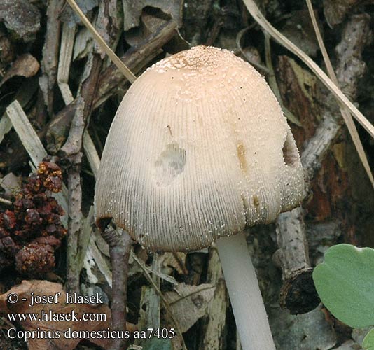 Coprinus domesticus aa7405