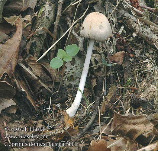 Coprinus domesticus Coprin domestique Domača tintnica Hus-blækhat Czernidłak domowy Großer Holztintling Holz-Tintling Vedblekksopp Навозник домашний Vedbläcksvamp radians Hnojník domácí Hnojník domový Grote viltinktzwam Domestic Inky Cap