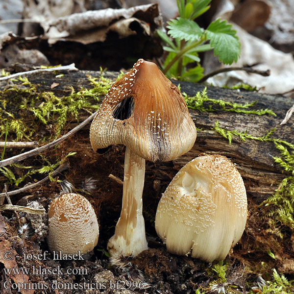 Coprinus domesticus bf2996