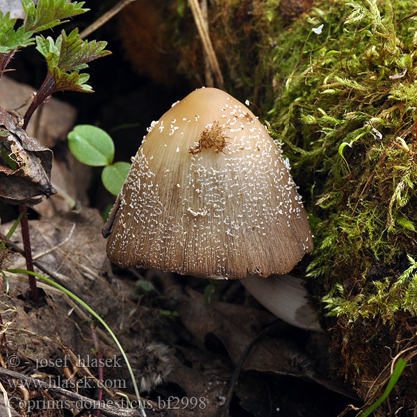 Coprinus domesticus bf2998