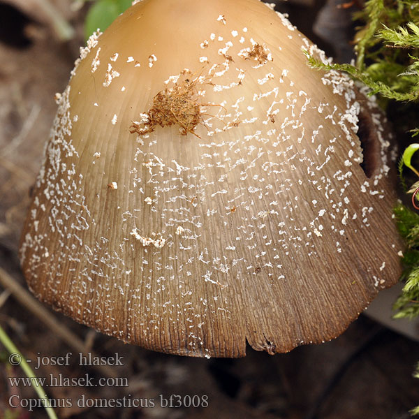 Grote viltinktzwam Domestic Inky Cap Coprinus domesticus radians Coprin domestique Domača tintnica Hus-blækhat Czernidłak domowy Großer Holztintling Holz-Tintling Vedblekksopp Навозник домашний Vedbläcksvamp Hnojník domácí Hnojník domový