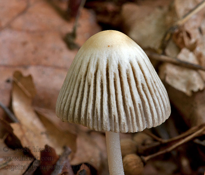 Coprinus impatiens Hnojník nedůtklivý Graublättriger Tintling