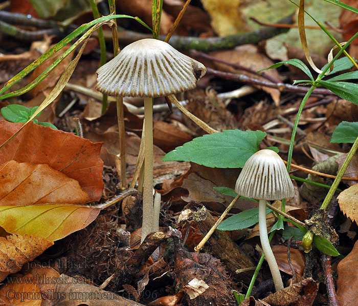 Coprinus impatiens Spitscellige donsinktzwam