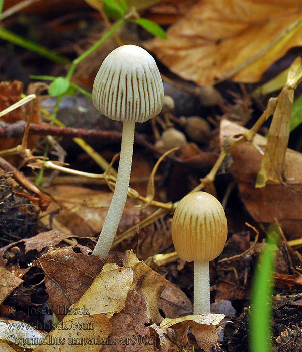 Coprinus impatiens Czernidłak szaroblaszkowy Hnojník zriasený