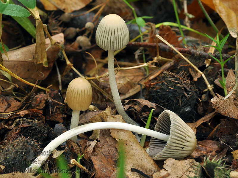 Coprinus impatiens Furet blækhat Lehvämustesieni