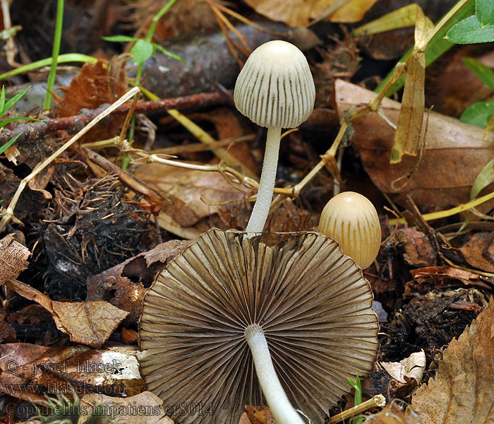 Hnojník nedůtklivý Coprinus impatiens