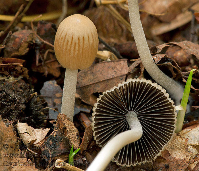 Graublättriger Tintling Coprinus impatiens