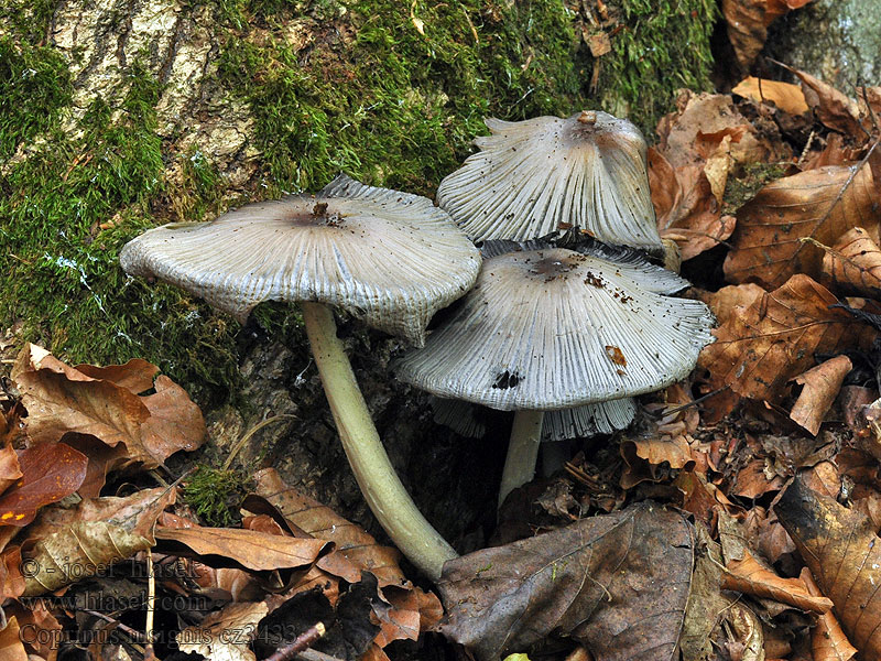 Coprinus insignis Hnojník význačný Großer Rausportintling