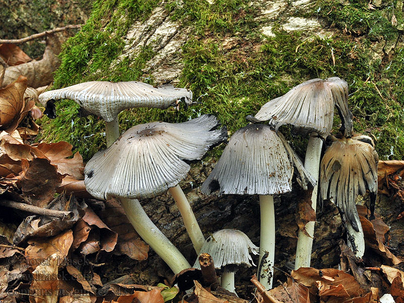 Coprinus insignis Zijige inktzwam Czernidłak szorstkospory