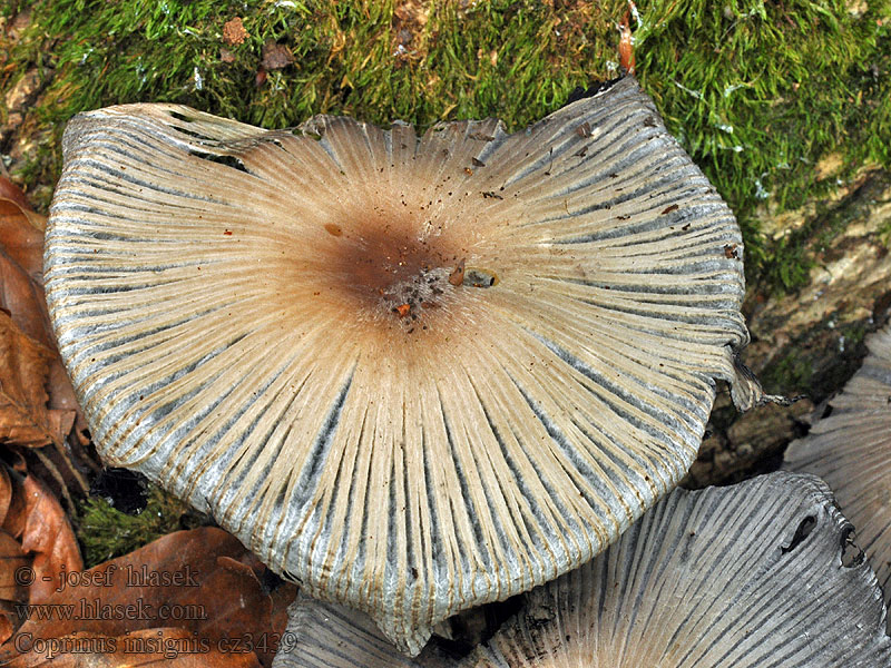 Coprinus insignis Stor blækhat Lundbläcksvamp Ezüstszálas tintagomba