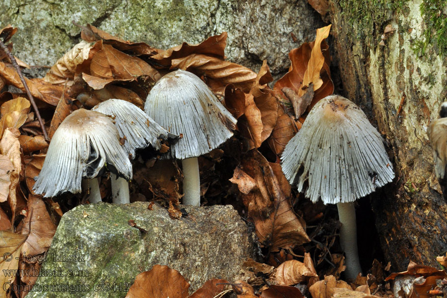 Hnojník význačný Coprinus insignis