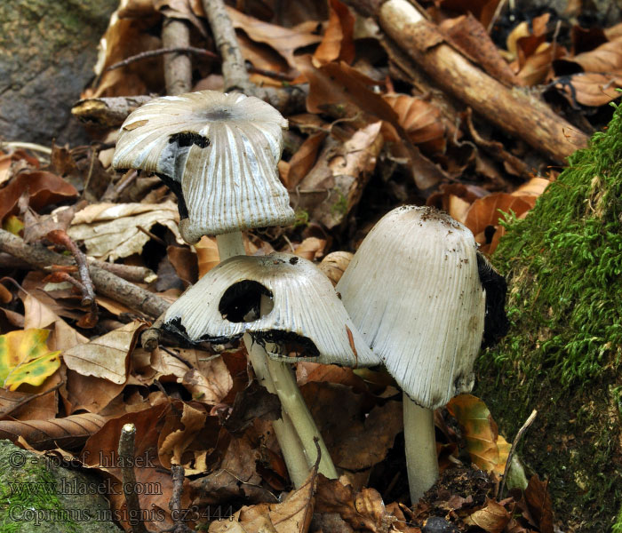 Großer Rausportintling Coprinus insignis