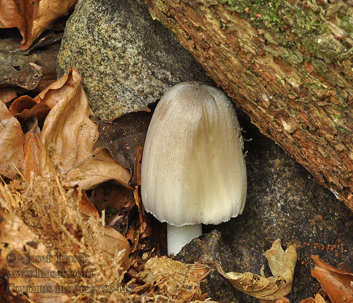 Zijige inktzwam Czernidłak szorstkospory Coprinus insignis