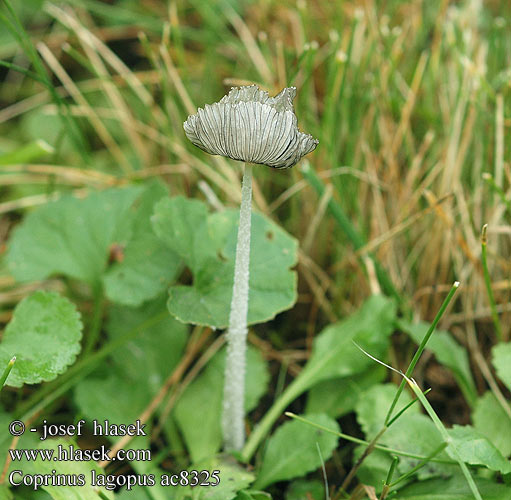 Coprinus lagopus ac8325