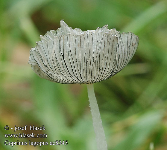 Coprinus lagopus Hasen-Tintling Hasenpfote Hazenpootje Hare´s Inkcap Dunstokket blækhat Plišasta tintnica Coprin fragile ザラエノヒトヨタケ 