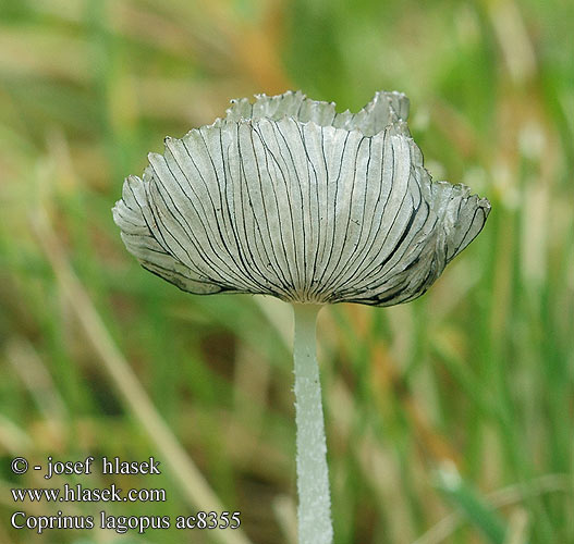 Coprinus lagopus ac8355