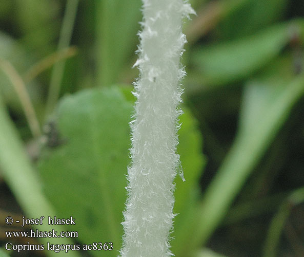 Coprinus lagopus ザラエノヒトヨタケ Dunblekksopp