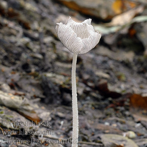 Hasen-Tintling Hasenpfote Hazenpootje Hare´s Inkcap Dunstokket blækhat