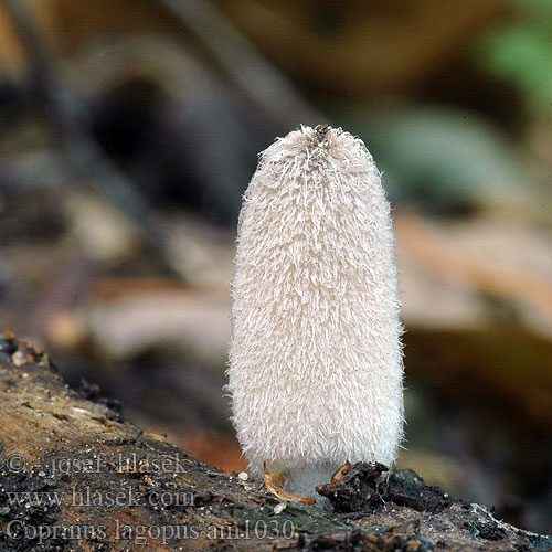 Coprinus lagopus am1030