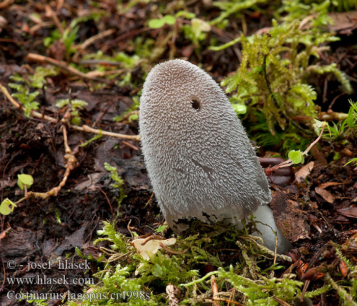 Coprinus lagopus