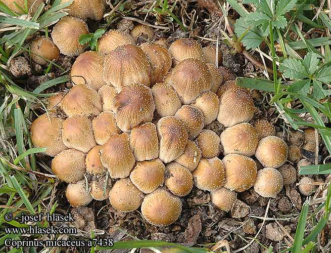 Coprinus micaceus Mica Cap Glimmer-blækhat kiillemustesieni