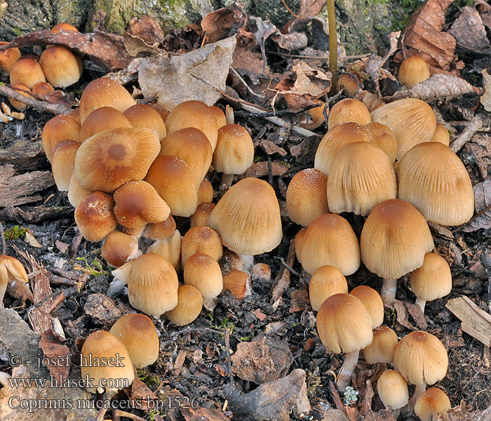 Coprinus micaceus bp4526