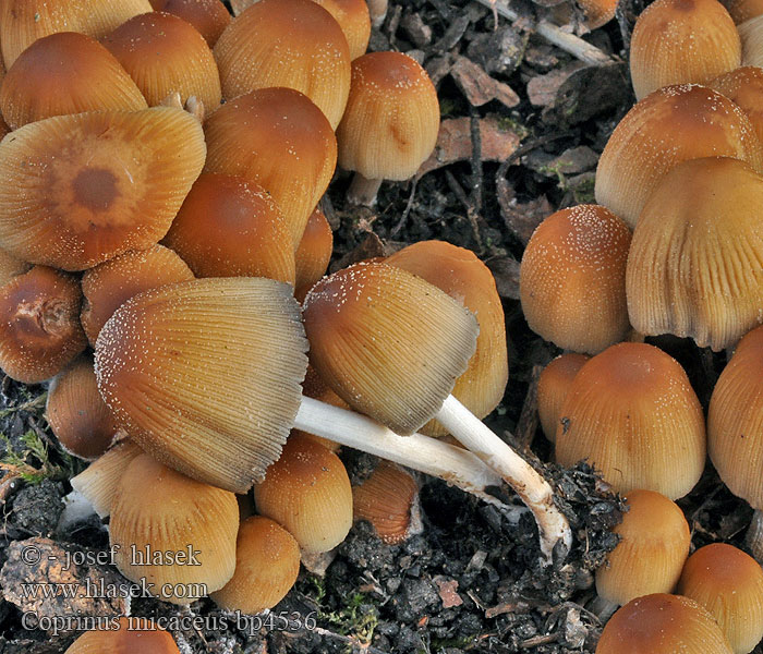 Coprinus micaceus bp4536