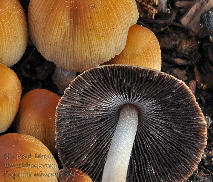 Coprinus micaceus bp4542